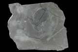 Elrathia Trilobite Molt Fossil - House Range - Utah #139540-1
